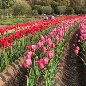 KIN24   黄色い種　白い魔法使い　音11の画像