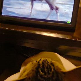 鹿さんニャにしてるニャンの画像