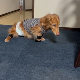 僕はやれる子だよ！の画像