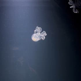 病人と　お買い物の画像