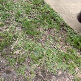 うちのネザー男子最年長の画像