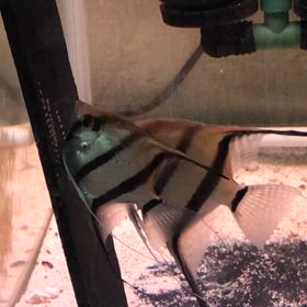 ハイブリッドエンゼル  ペアNo.1  産卵  2回目の画像