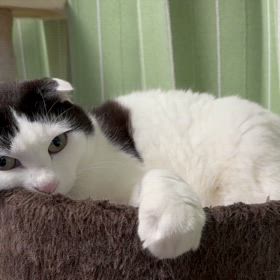 さぶくんのお返事？の画像