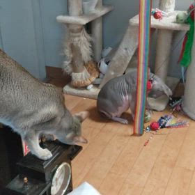 カジカジの画像