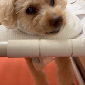 スーパーハイシニア犬のチェリーちゃんの画像