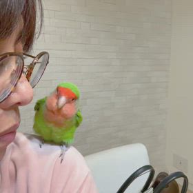 小桜インコは喋るのか⁉️の画像