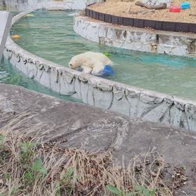 行って来ました~東山動植物園  その９の画像