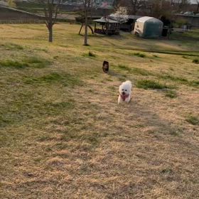 今日のはなちゃん2169、モモちゃん2121の画像