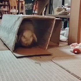 のしのしの画像