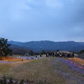 人工膝関節置換術8ヶ月後☆③香川県まんのう公園イルミネーションの画像