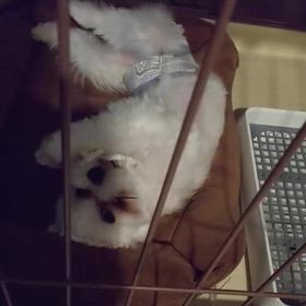 2024年7月23日火曜日の画像