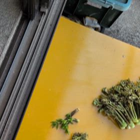 山菜求めてウロウロ！リハビリ兼ねて散歩の画像