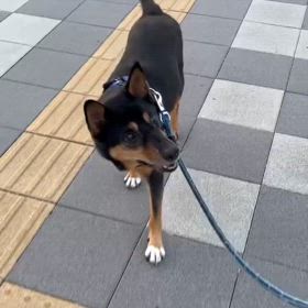 愛犬との暮らしの画像