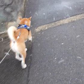 膀胱炎治療３日目の画像