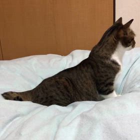 あれ？にゃん！　ログイン出来なくて…朝から疲れ果てた。の画像