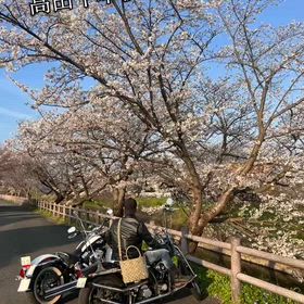 高田千本桜の画像