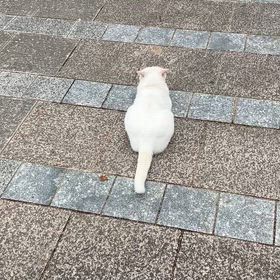 白猫さんの画像