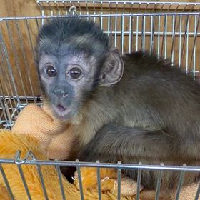 フサオマキザル　ベビーちゃんの画像