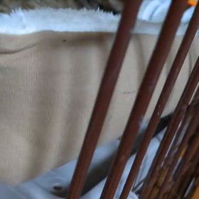 新ノアハウスへ引っ越した子たちの近況の画像