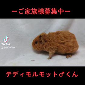 テディモルモット ご家族様募集中！の画像