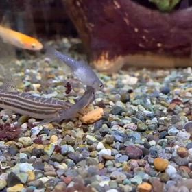 水槽の中の画像