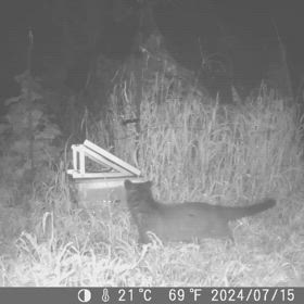 すぎぴたんの事件簿シーズン3　553話（トマトが食べられなくなったハクビシン！）の画像