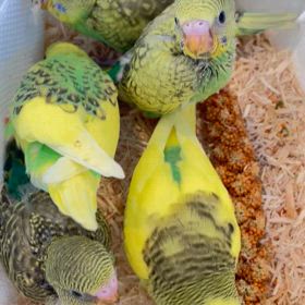 【告知】有償にて里親様募集いたします。の画像