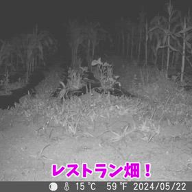 すぎぴたんの事件簿シーズン3　504話（枝豆の苗を食べた犯人！　ウサギ確定！）の画像