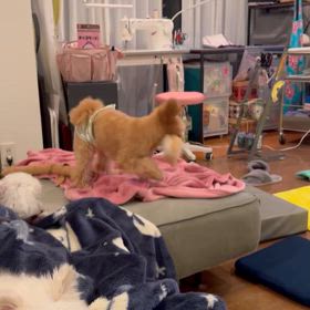 散歩に疲れるの画像