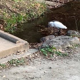 病気のメダカ金ちゃん、その後のメジロカフェの画像