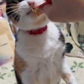 リナちゃんの特技の画像