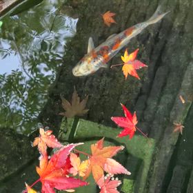 祝　新年の画像