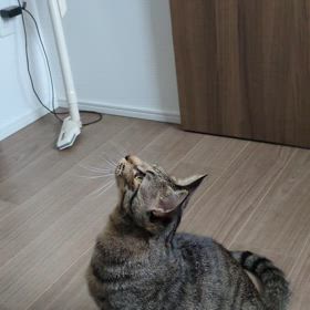 7/6のデルタの画像