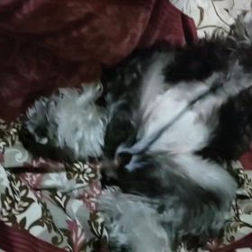 きょうのミニチュアシュナウザー：ヘソ天の画像