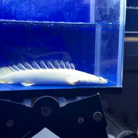 関東のお客様に極上ステゴ蜃気楼追加オーダー頂きましたの画像