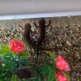 今日のイモリの画像