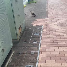 横断するカルガモ！の画像