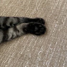 ピンポーンの画像