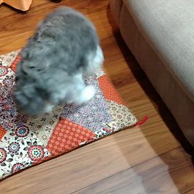 落ち着かない愛犬　動画ありの画像