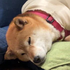 音浴する犬の画像