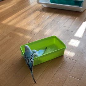 小鳥の水浴びの画像