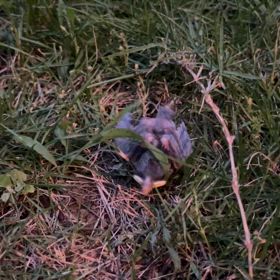 スズメと私の画像