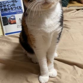 なんてこったい！の画像