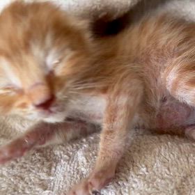 脳内変換の画像