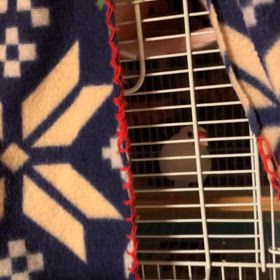 おはようのあいさつの画像