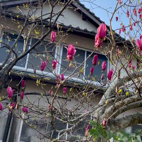 木蓮の画像