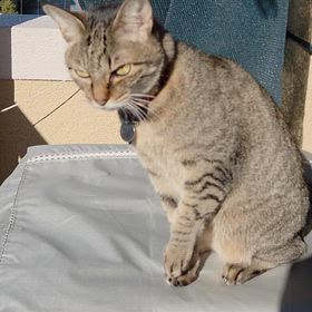 日向ぼっこのchappyさんの画像