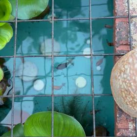 命あるガラスさながら脆きもの金魚の世界撫でていたはるの画像