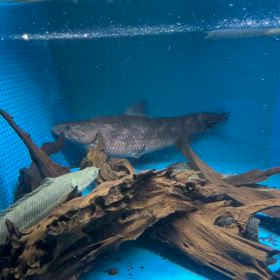 ホプリアス　マクロフタルムス‼️の画像