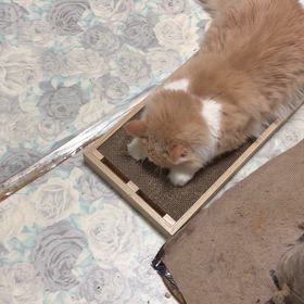 またたびでメロメロの画像